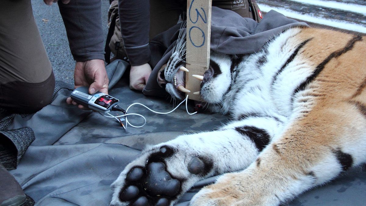 Tygřici Agnes z hlubocké zoo stěhují do Maďarska. Zamíří tam i její bratr Olin